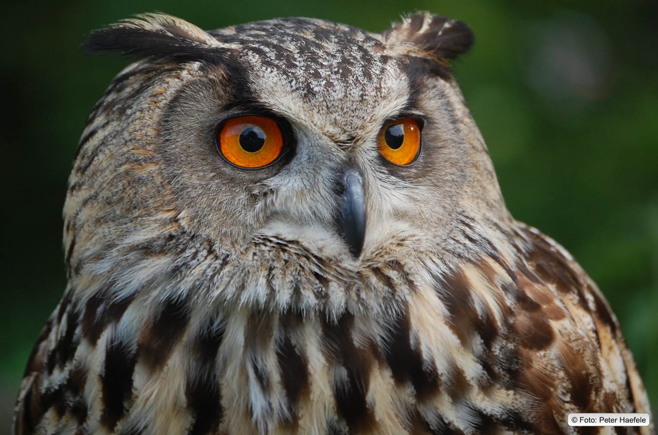 Uhu (Bubo bubo) Eurasian eagle-owl