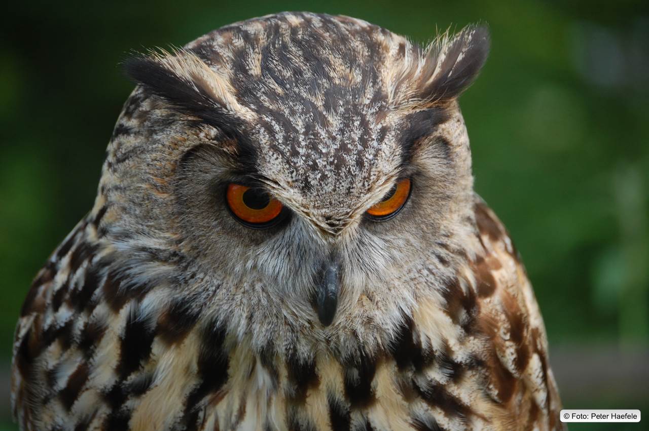Uhu (Bubo bubo) Eurasian eagle-owl