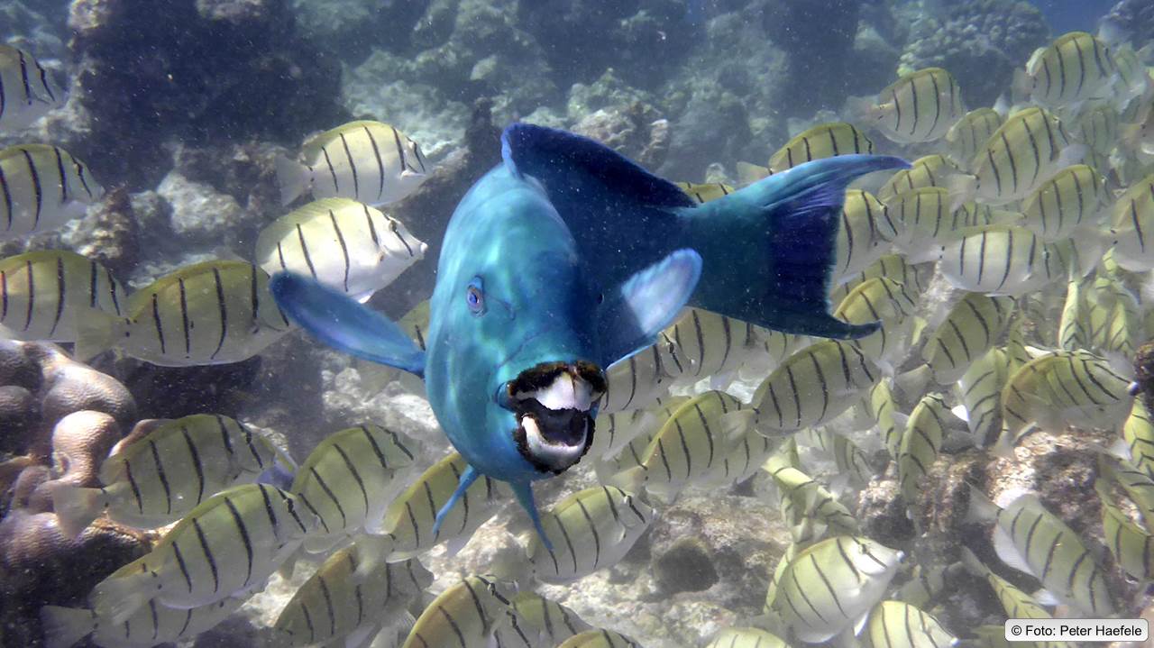 Kugelkopf-Papageienfisch und Sträfling Doktorfische, Bullethead Parrotfish with Convict Surgeonfish, Maldives
