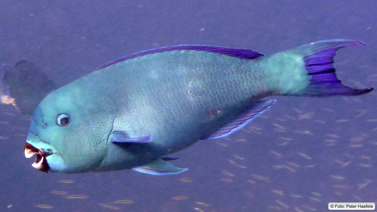 Kugelkopf-Papageienfisch, Bullethead Parrotfish, Maldives