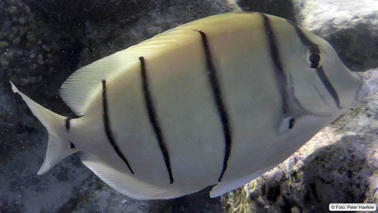Sträflings-Doktorfisch auch Gitter-Doktorfisch genannt, Royal Island, Maldives
