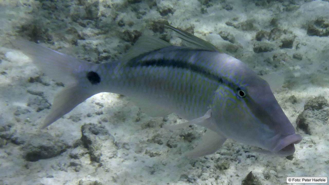 Strichpunkt Meerbarbe auch Ziegenfisch genannt, Dash-and-dot goatfish, Royal Island Maldives