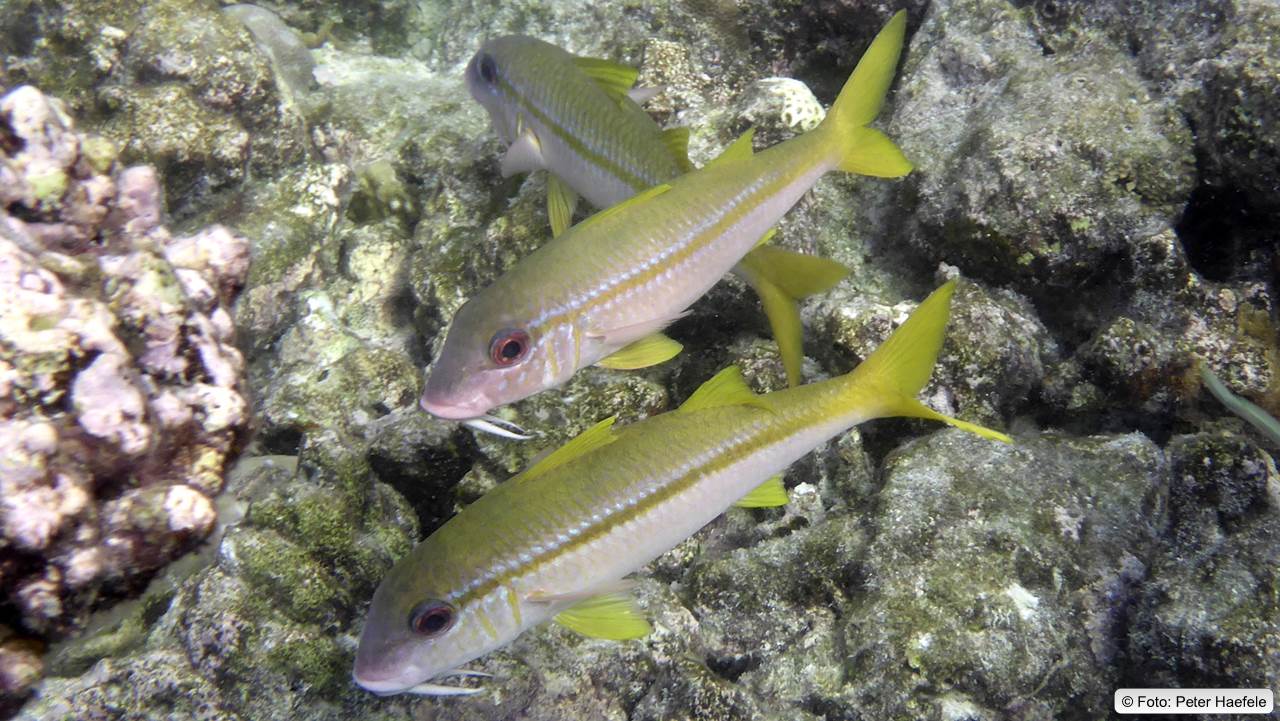 Gelber Ziegenfisch, Yellowfin Goatfish Royal Island, Maldives