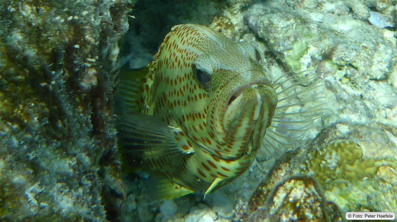 Vierfleck-Wabenbarsch, foursaddle grouper, Maldives