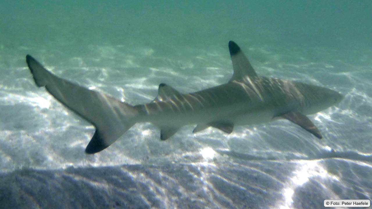 Schwarzspitzen-Riffhai, Blacktip reef shark, Maldives
