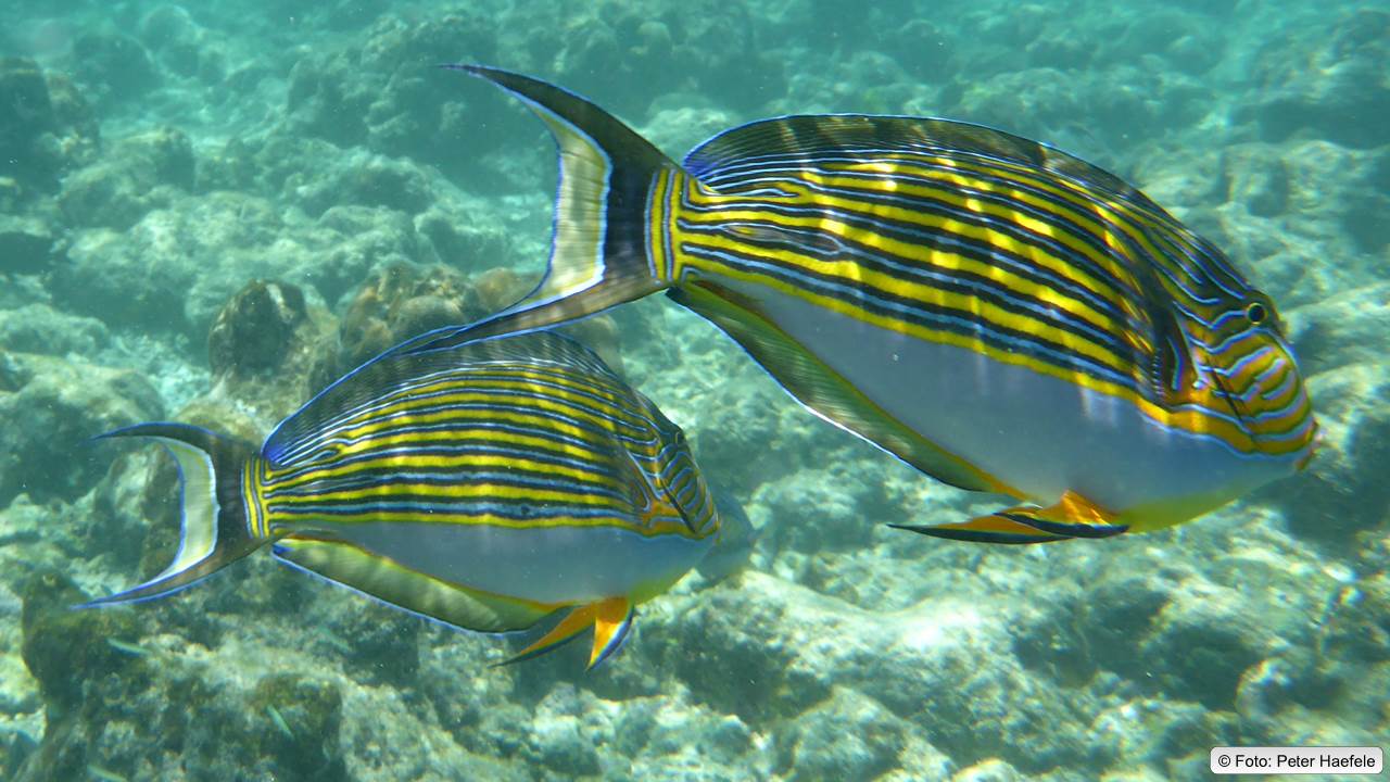 Blaustreifen-Doktorfisch, blue-lined surgeonfish, Royal Island, Maldives