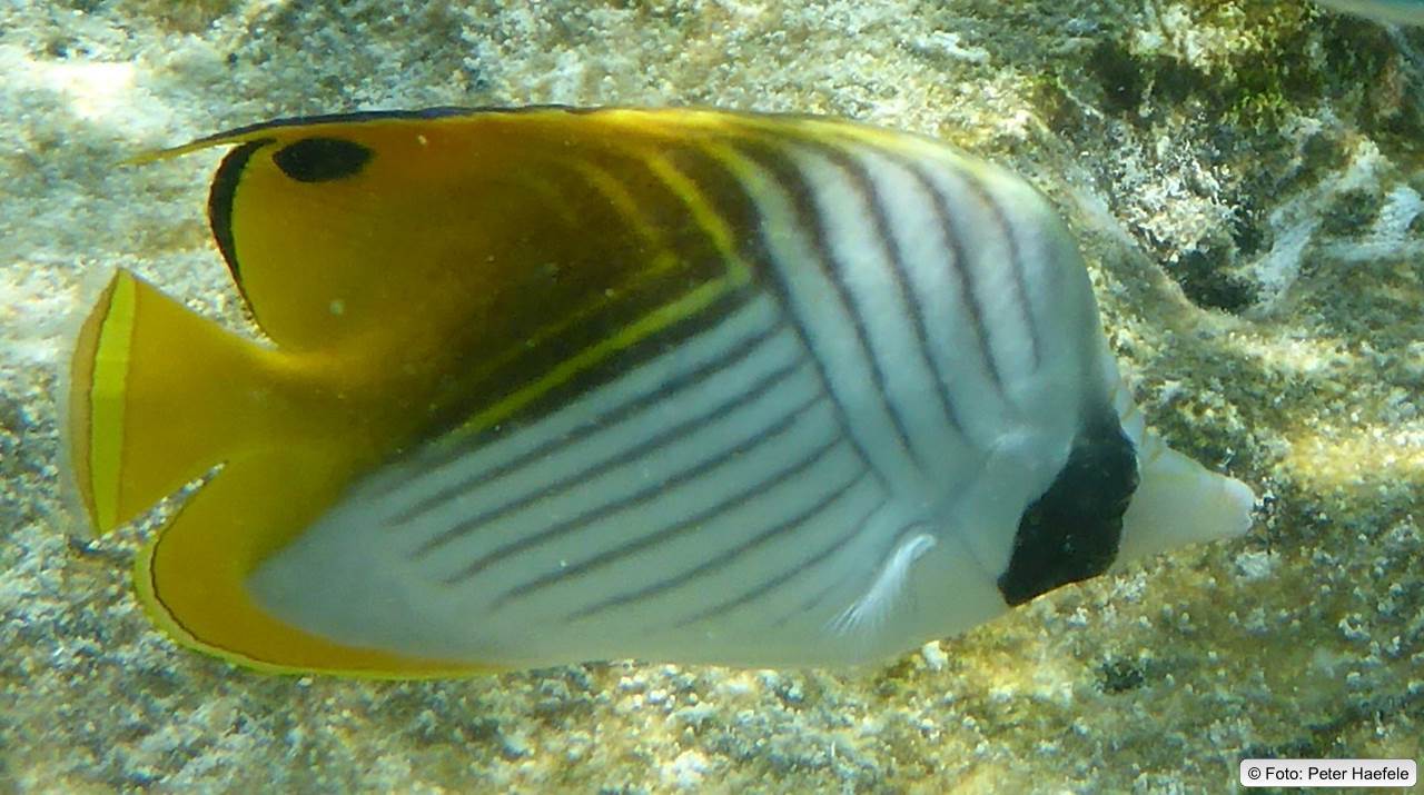 Fähnchen-Falterfisch, Threadfin butterflyfish, Royal Island, Maldives