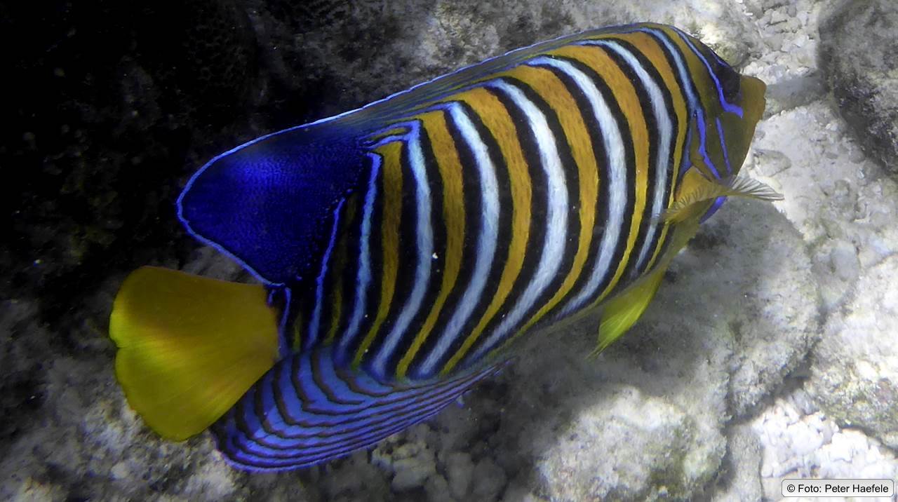 Pfauen-Kaiserfisch, Royal angelfish, Royal Island, Maldives