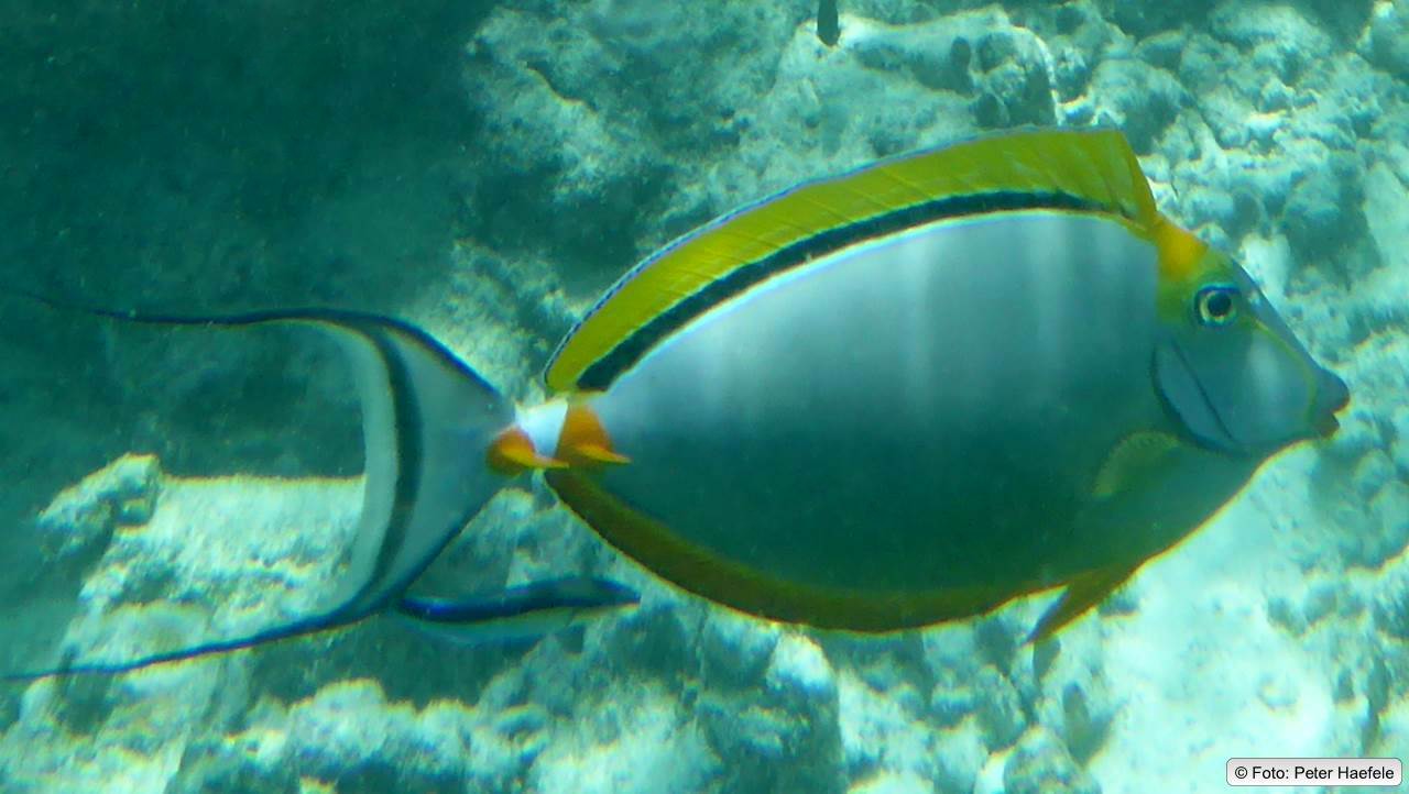 Indischer Gelbklingen-Nasendoktor, Orangespine unicornfish, Royal angelfish, Royal Island, Maldives