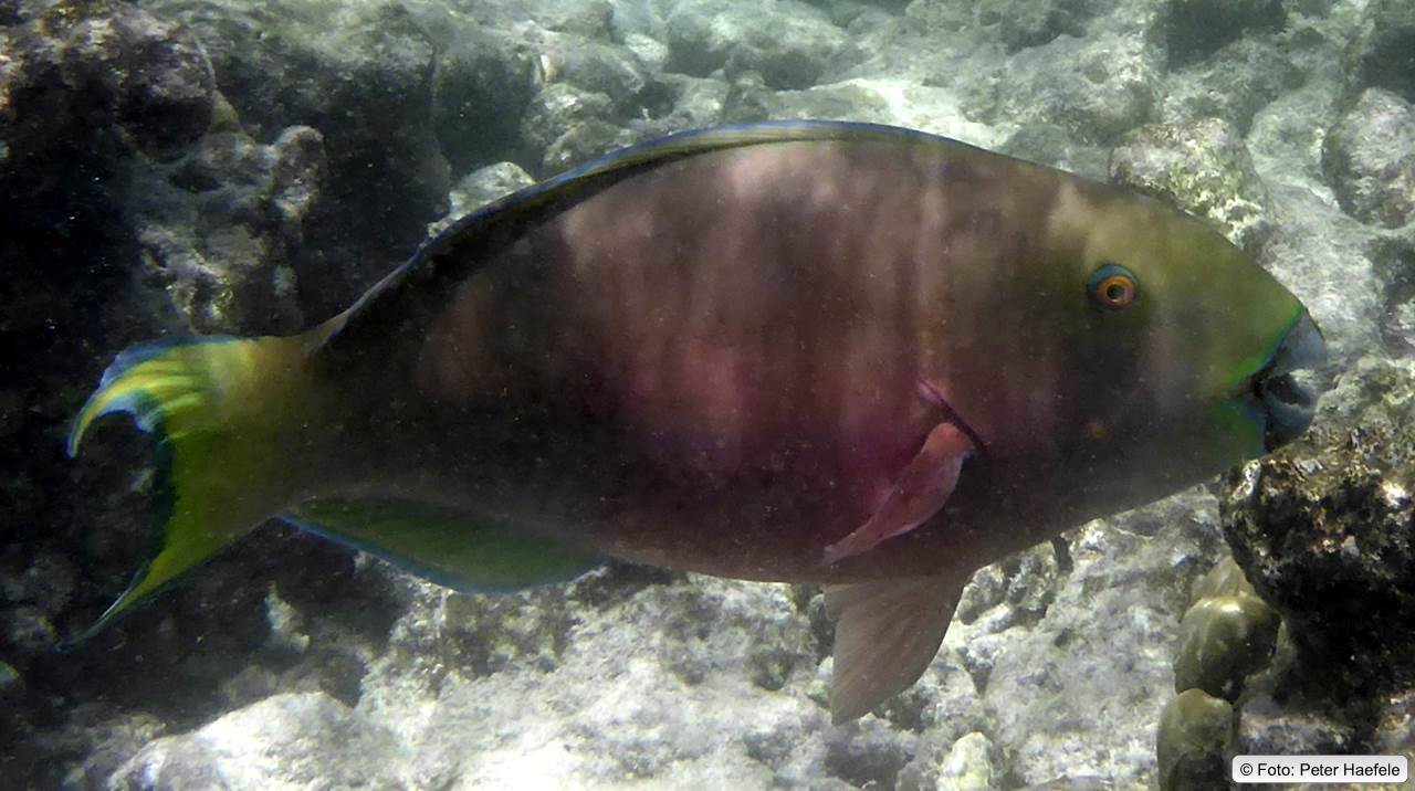 Papageienfisch, Parrotfish, Royal Island, Maldives