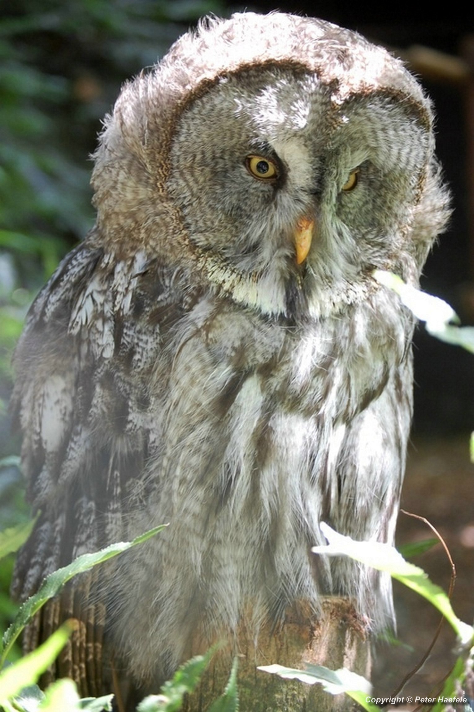 Bartkauz (Strix nebulosa) auch Lapplandeule, Great grey owl, Chouette lapone, Бородатая неясыть, カラフトフクロウ, © Peter Haefele 