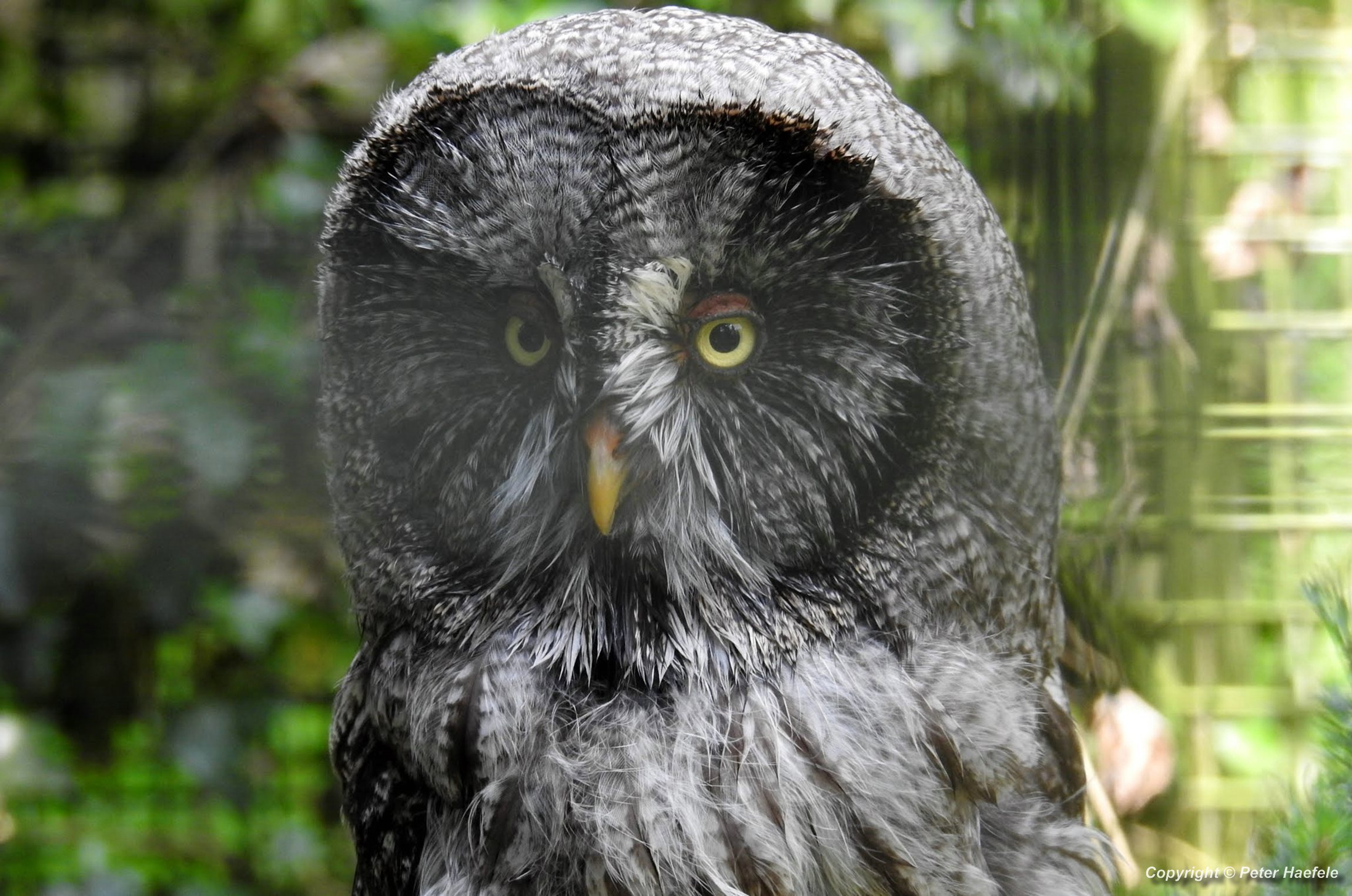 Bartkauz (Strix nebulosa) auch Lapplandeule, Great grey owl, Chouette lapone, Бородатая неясыть, カラフトフクロウ, © Peter Haefele 