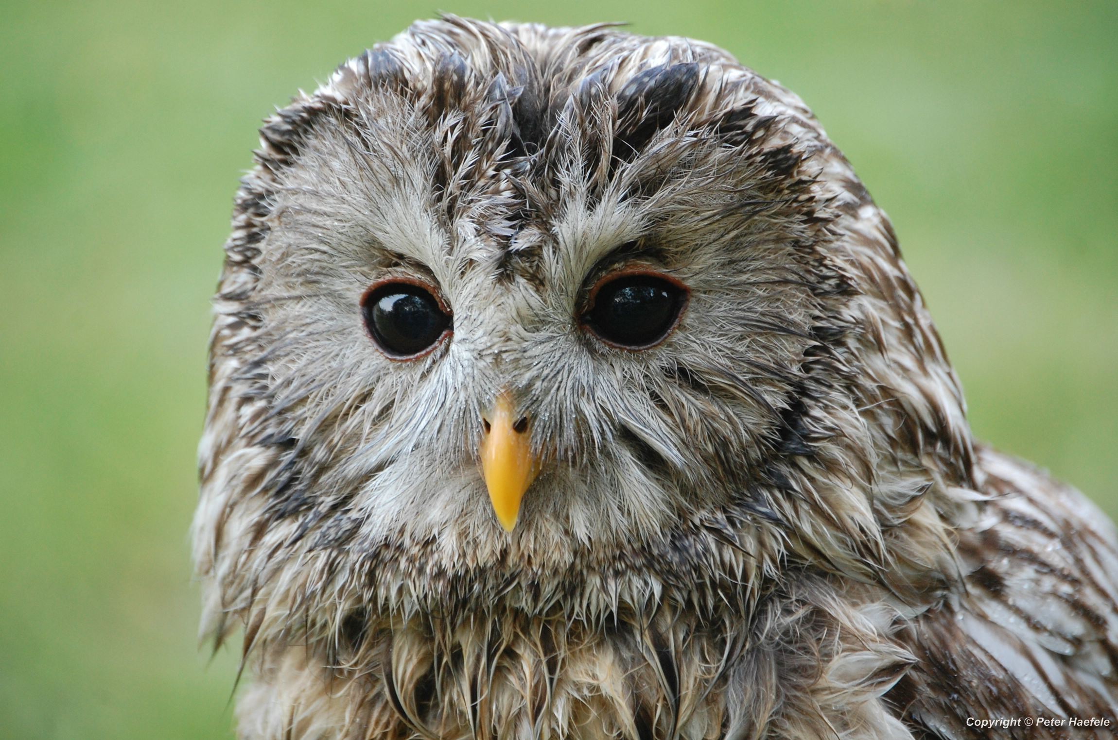 Habichtskauz oder Uralkauz (Strix uralensis) Ural owl, Chouette de l'Oural, Длиннохвостая неясыть, © Peter Haefele
