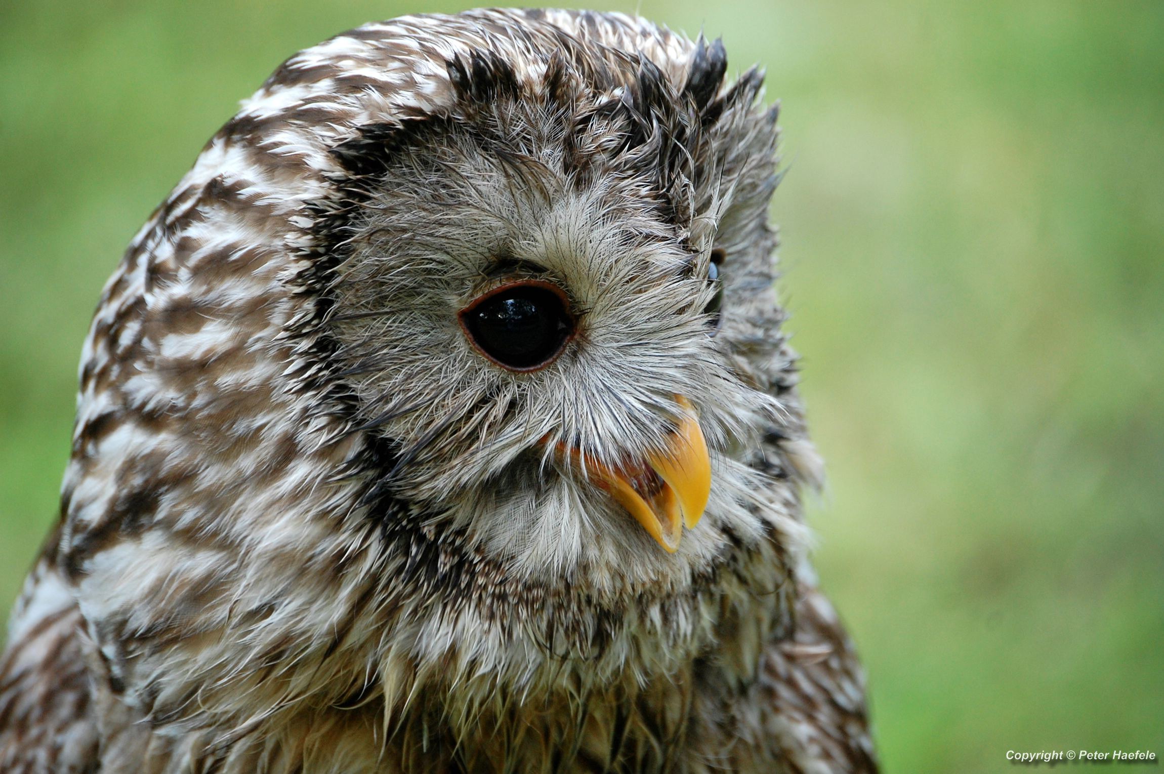 Habichtskauz oder Uralkauz (Strix uralensis) Ural owl, Chouette de l'Oural, Длиннохвостая неясыть, © Peter Haefele